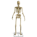 Esqueleto parlante animado de 5 FT