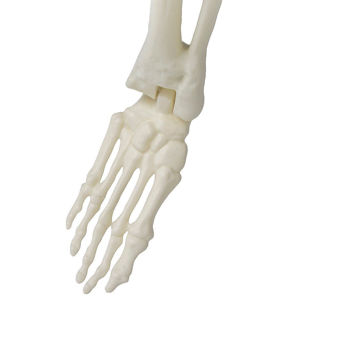 Esqueleto de monstruo de pie de 5'4"