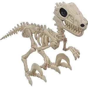 Esqueleto de dinosaurio rapaz pequeño 5.5"