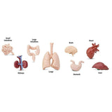 Human Organs