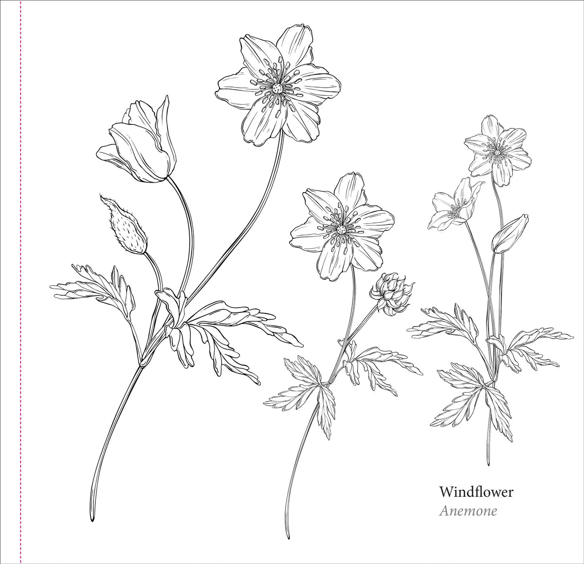 El libro para colorear del artista: Flores de primavera