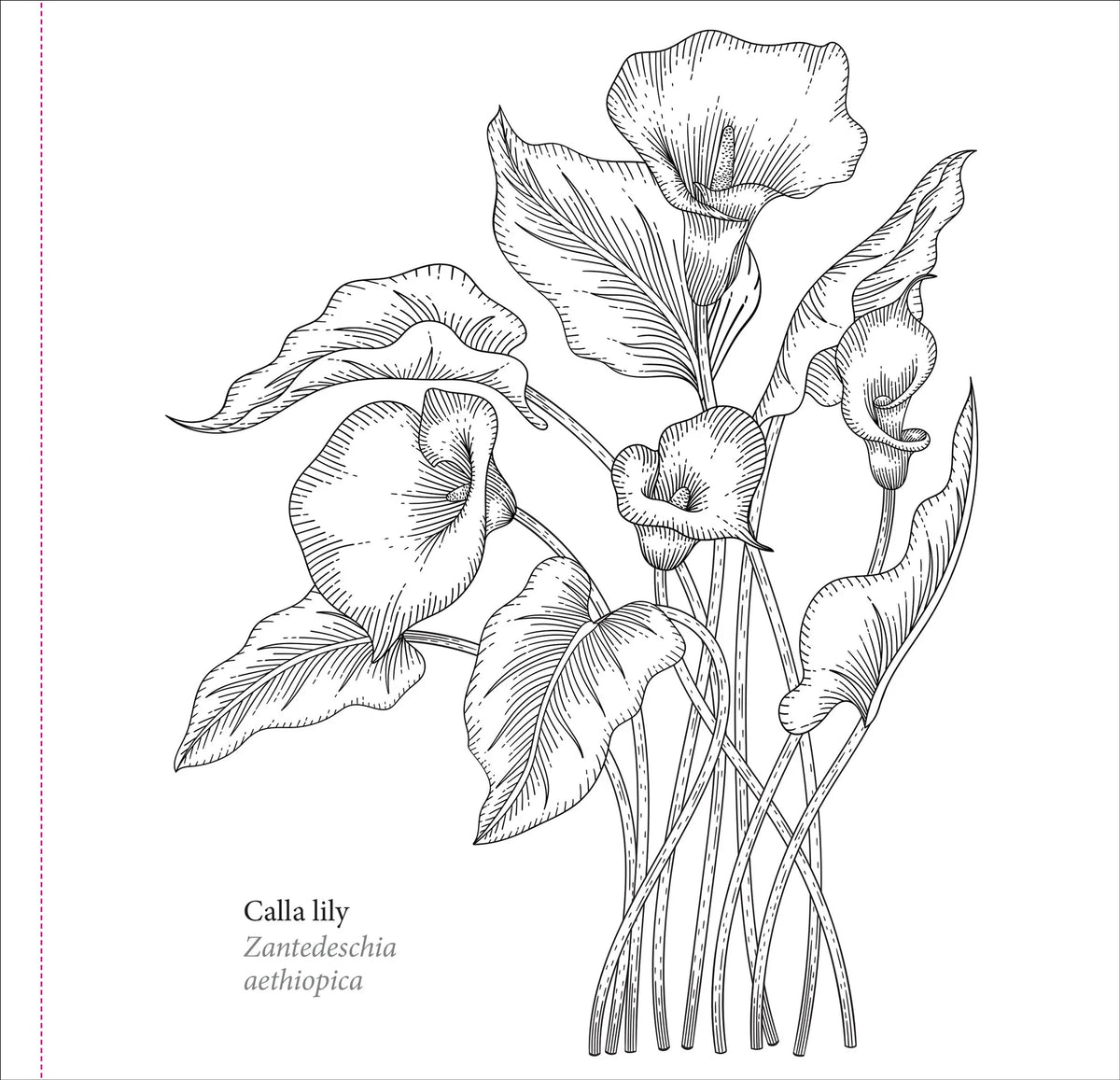 El libro para colorear del artista: Flores de primavera