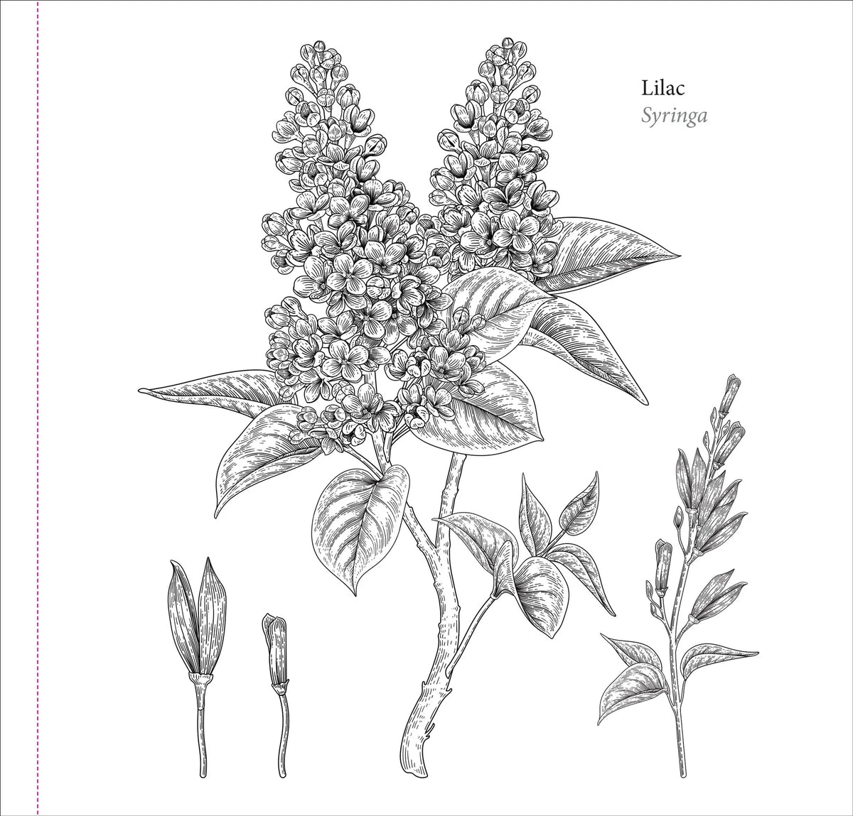 El libro para colorear del artista: Flores de primavera
