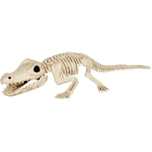 Esqueleto de cocodrilo de 87.6 cm