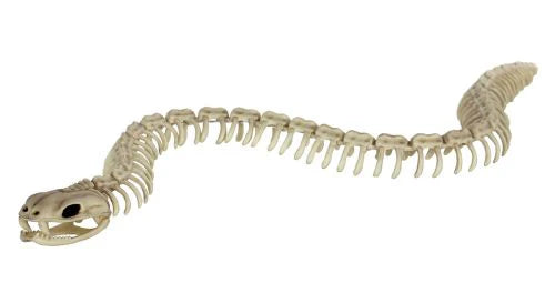 Serpiente Esqueleto de 36"