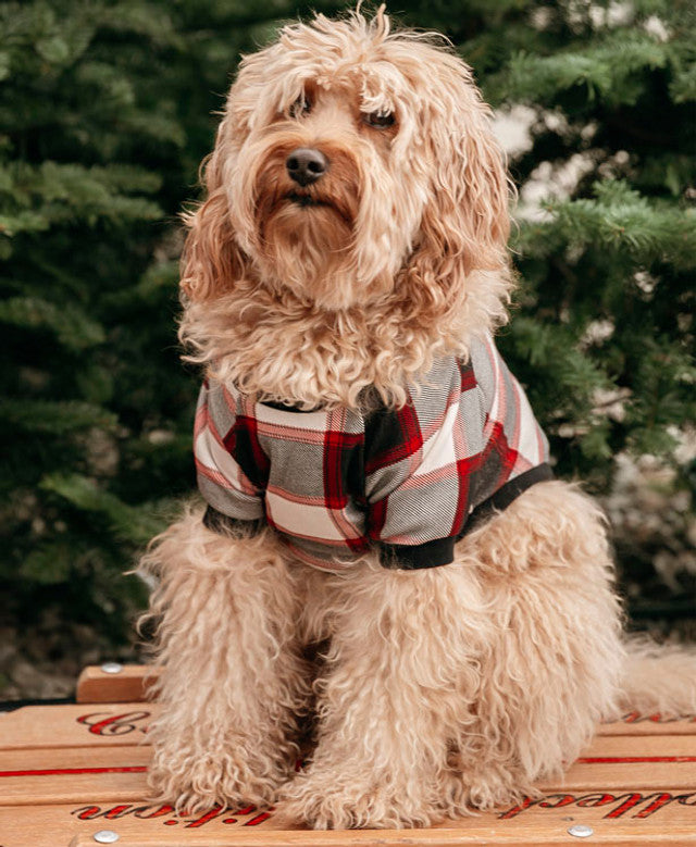 Camisa de cuadros escoceses para perro
