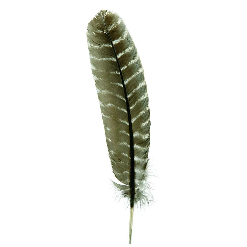 Cañones de pluma de pavo barrado - Ala izquierda - 20-30 cm - Natural