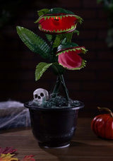 15¨ Dancing Flytraps