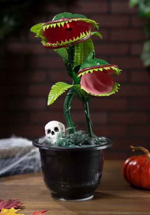 15¨ Dancing Flytraps
