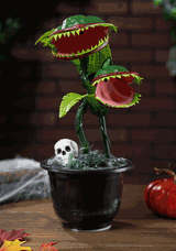 15¨ Dancing Flytraps