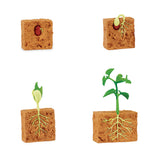 Ciclo de vida de una planta de judía verde