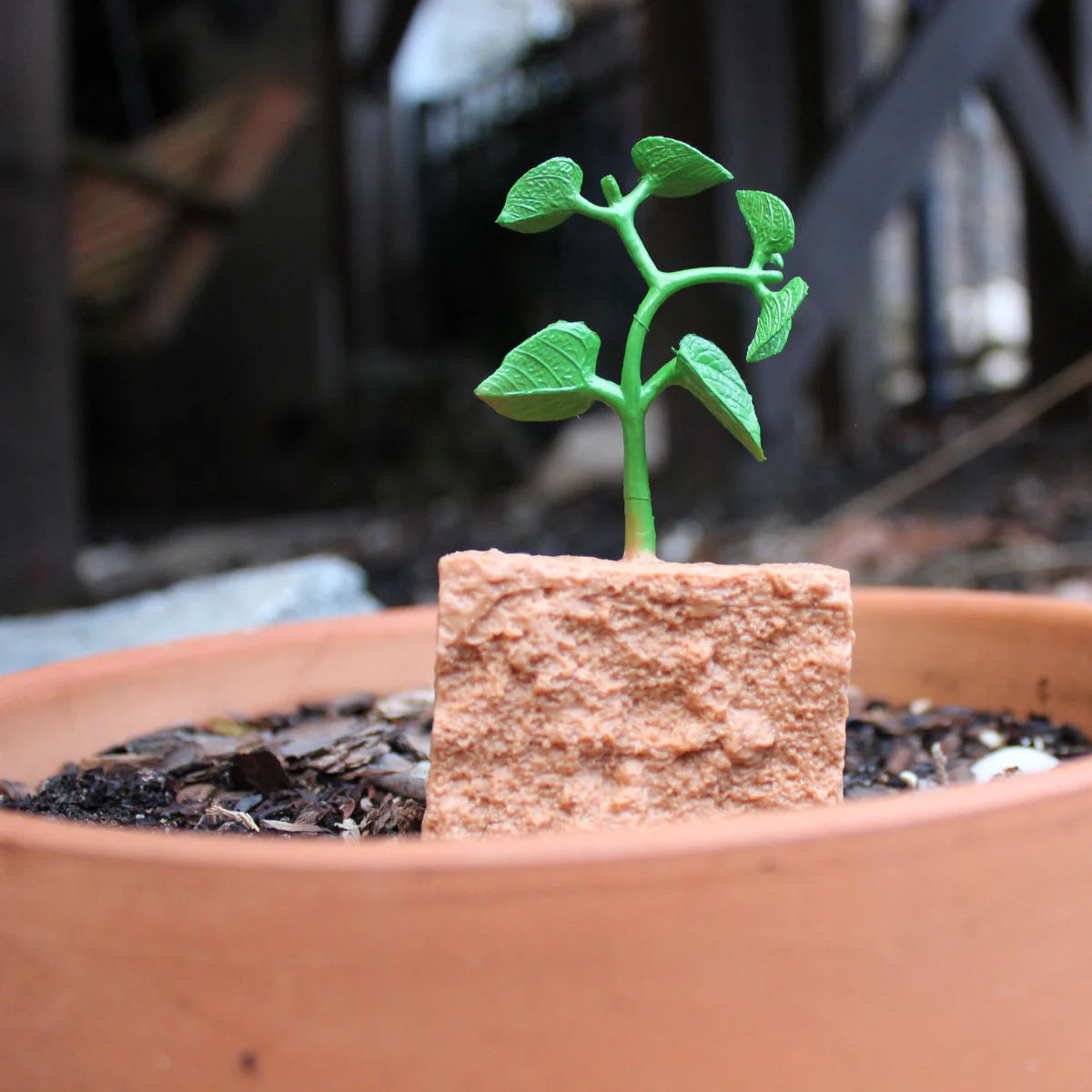Ciclo de vida de una planta de judía verde