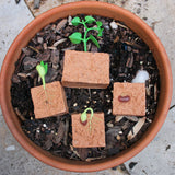 Ciclo de vida de una planta de judía verde