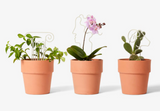 Celosía para plantas humana grande