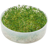 Germinador de cocina de 4 niveles