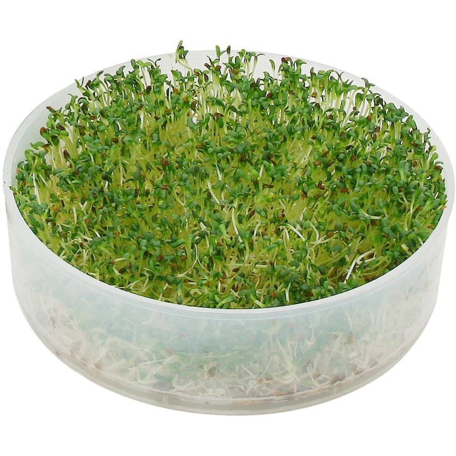 Germinador de cocina de 4 niveles
