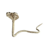 ESQUELETO DE COBRA DE DOS CABEZAS 104 CM